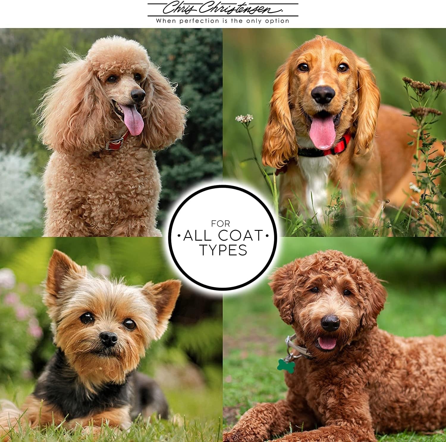 Big G Dog Slicker Brush for Dogs (Goldendoodles, Labradoodles, Poodles), Groom like a Professional, Fluff Detangle Style, Saves Time Energy, Coral, Large